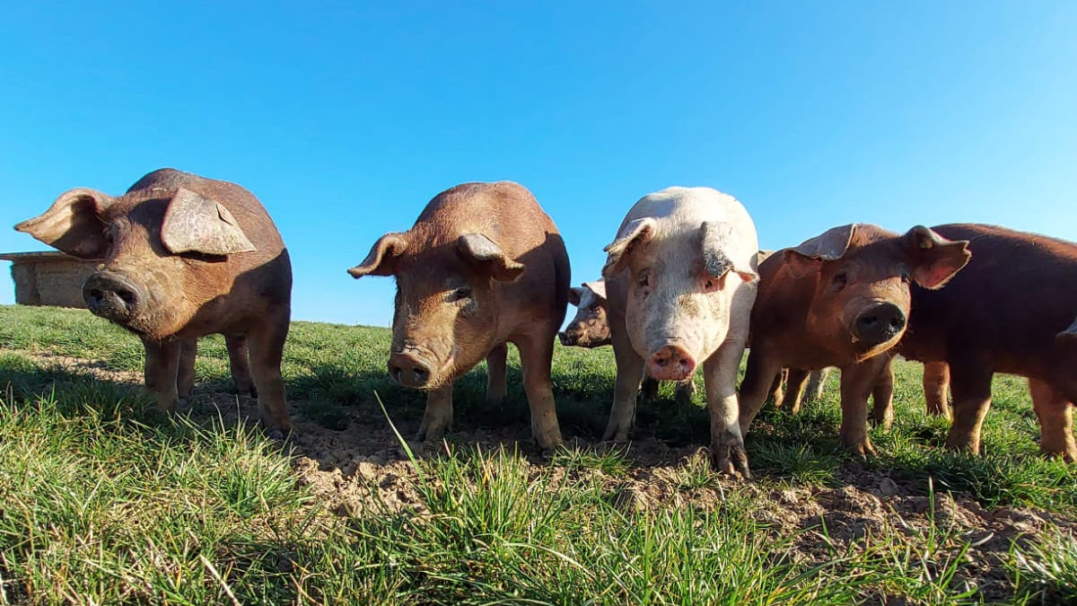 Weideschweine in Gäufelden